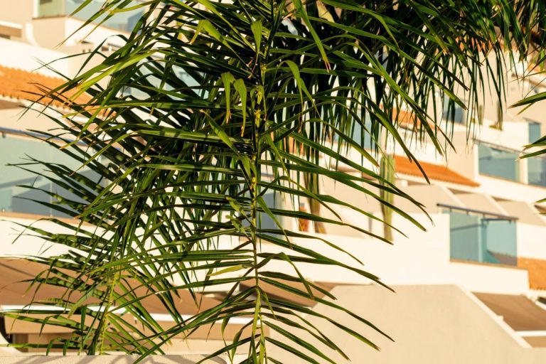 Exclusive massage at home in Benahavis A green palm frond in front of a building with balconies and natural light in Benahavis. Book your in-home massage with SENSE8